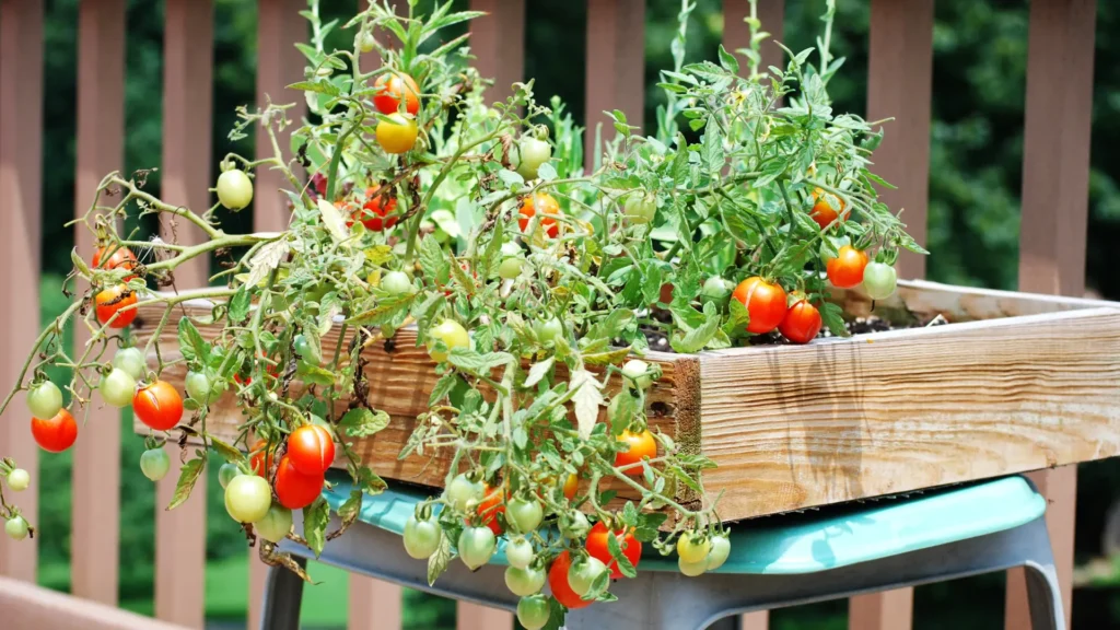 Cómo cultivar maravillas y tomates juntos con éxito