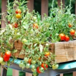 Cómo cultivar maravillas y tomates juntos con éxito