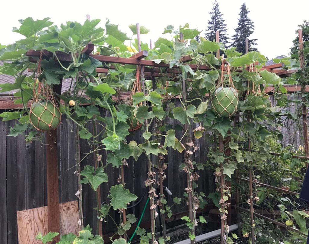 Cómo cultivar melones en un enrejado de forma vertical