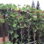 Cómo cultivar melones en un enrejado de forma vertical