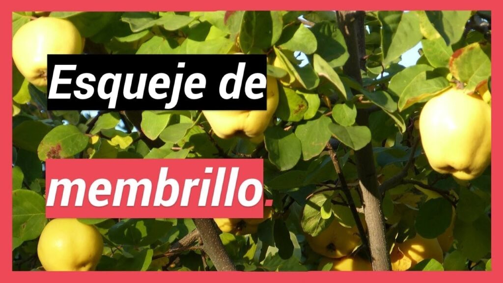 Cómo cultivar membrillo a partir de esquejes en casa