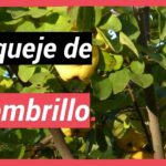 Cómo cultivar membrillo a partir de esquejes en casa