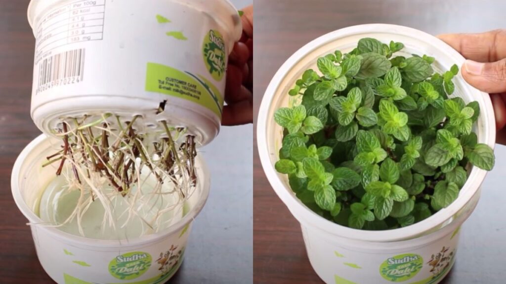 Cómo cultivar menta en macetas de forma exitosa