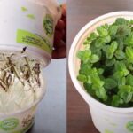 Cómo cultivar menta en macetas de forma exitosa