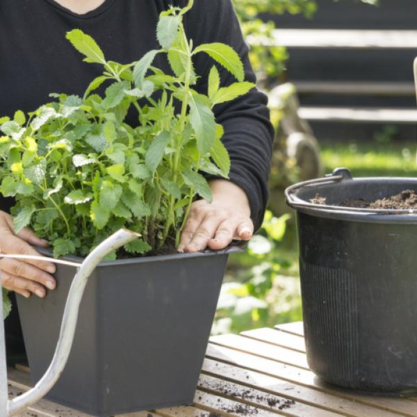 Cómo cultivar menta piña en tu huerto o jardín