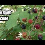 Cómo cultivar moras de zarza de manera exitosa