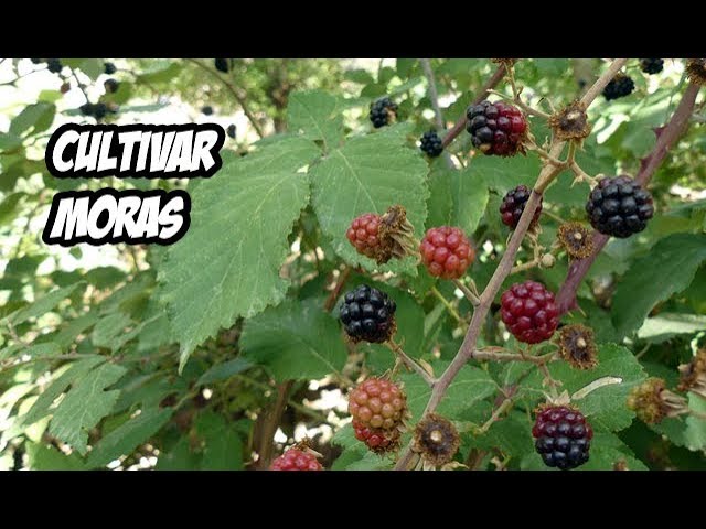 Cómo cultivar moras de zarza de manera exitosa