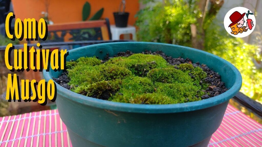 Cómo cultivar musgo en macetas para potenciar tu jardín
