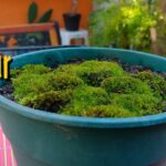 Cómo cultivar musgo en macetas para potenciar tu jardín