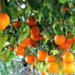 Cómo cultivar naranjos en climas de la zona 8 de forma exitosa