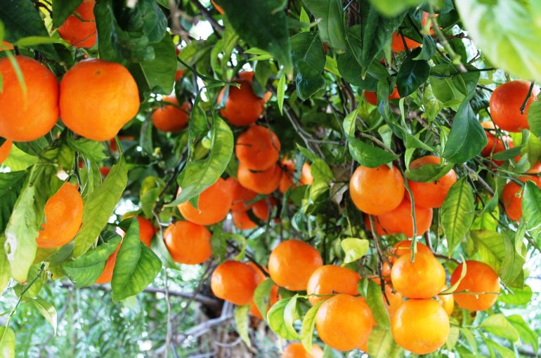 Cómo cultivar naranjos en climas de la zona 8 de forma exitosa