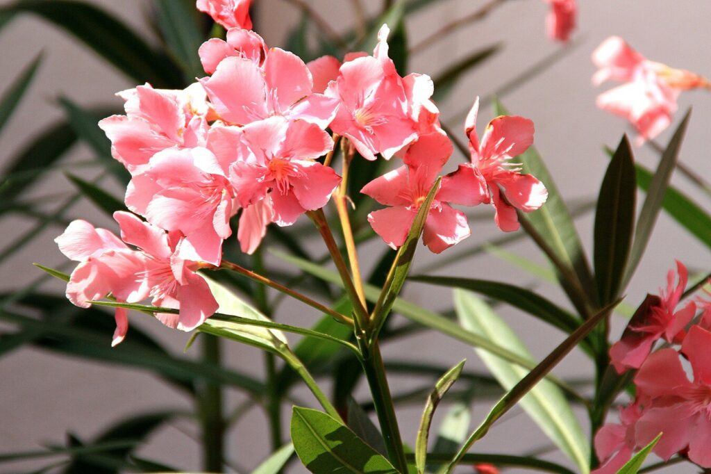 Cómo cultivar oleander en macetas de forma adecuada