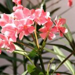 Cómo cultivar oleander en macetas de forma adecuada