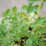 Cómo cultivar orégano como cobertura del suelo en jardines