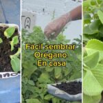 Cómo cultivar orégano mexicano de forma exitosa en tu hogar