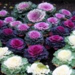 Cómo cultivar ornamental kale con flores púrpuras
