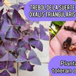 Cómo cultivar Oxalis triangularis con éxito en el jardín