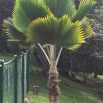 Cómo cultivar palmeras abanico en interiores