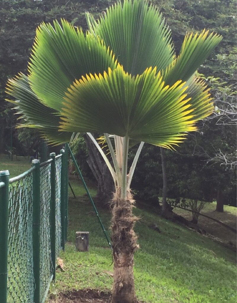 Cómo cultivar palmeras abanico en interiores