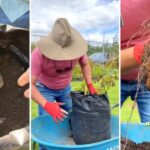 Cómo cultivar papas en bolsas de cultivo de forma eficaz