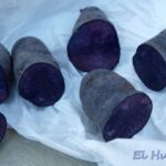Cómo cultivar papas moradas y azules en tu huerto