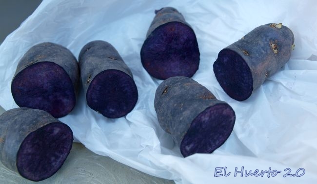 Cómo cultivar papas moradas y azules en tu huerto