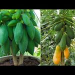 Cómo cultivar papaya en macetas de forma exitosa en interiores