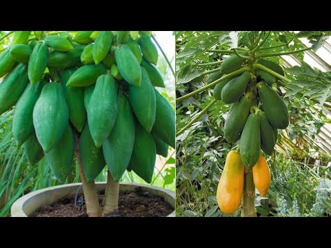 Cómo cultivar papaya en macetas de forma exitosa en interiores