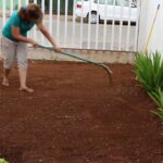 Cómo cultivar pasto japonés rojo en tu jardín