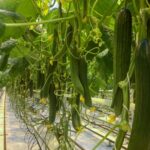 Cómo cultivar pepinos de forma exitosa en tu huerto