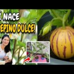 Cómo cultivar pepinos melón en casa de manera exitosa
