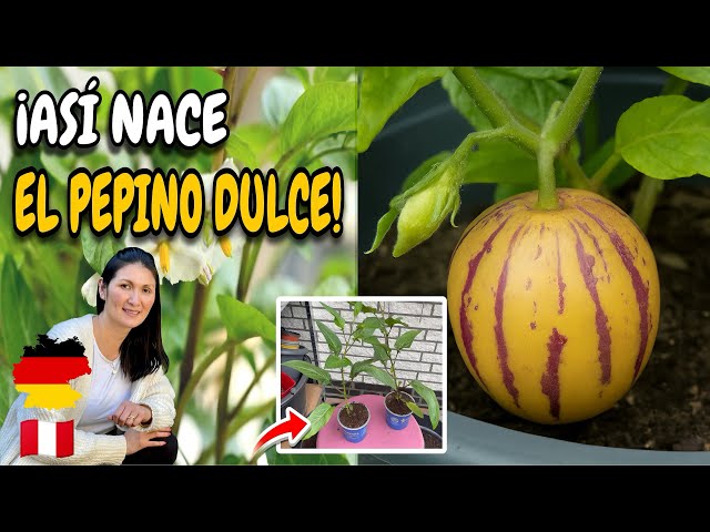 Cómo cultivar pepinos melón en casa de manera exitosa