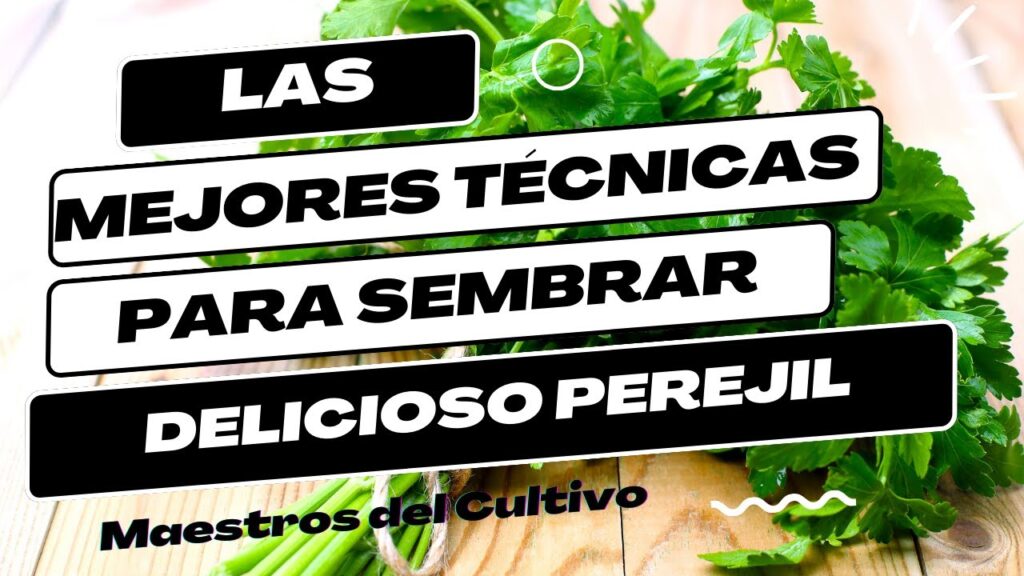 Cómo cultivar perejil con éxito en tu hogar