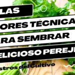 Cómo cultivar perejil con éxito en tu hogar