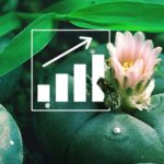 Cómo cultivar peyote en casa de manera efectiva