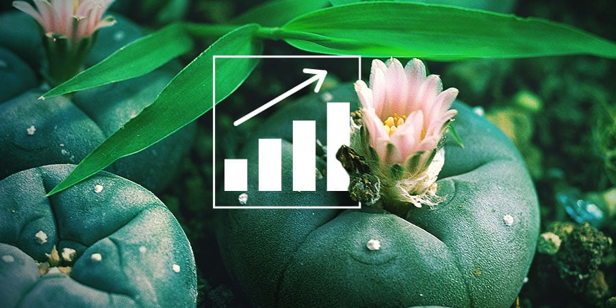 Cómo cultivar peyote en casa de manera efectiva