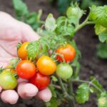 Cómo cultivar pimientos cherry y cuáles son sus cuidados