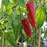 Cómo cultivar pimientos dulces italianos en casa