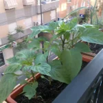 Cómo cultivar pimientos en espacios interiores