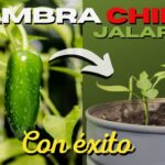 Cómo cultivar pimientos jalapeños de forma exitosa