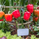 Cómo cultivar pimientos pimento de forma exitosa