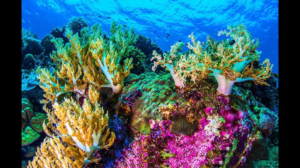 Cómo cultivar planta coral de mar en Guatemala adecuadamente