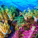 Cómo cultivar planta coral de mar en Guatemala adecuadamente