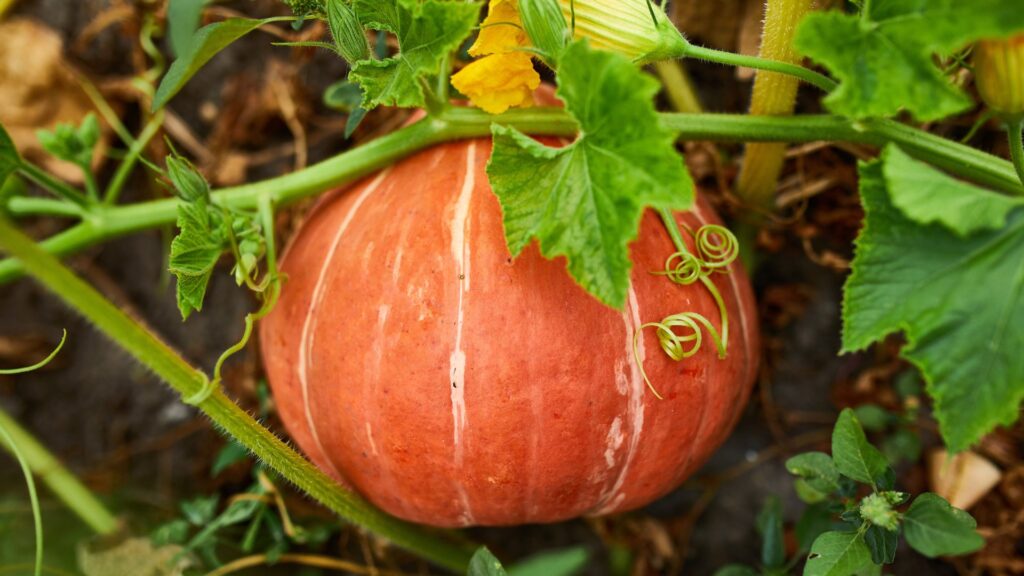 Cómo cultivar plantas de calabaza acorn en tu jardín