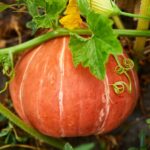 Cómo cultivar plantas de calabaza acorn en tu jardín