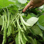 Cómo cultivar plantas de frijol navy con éxito