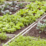 Cómo cultivar plantas de puro en tu jardín