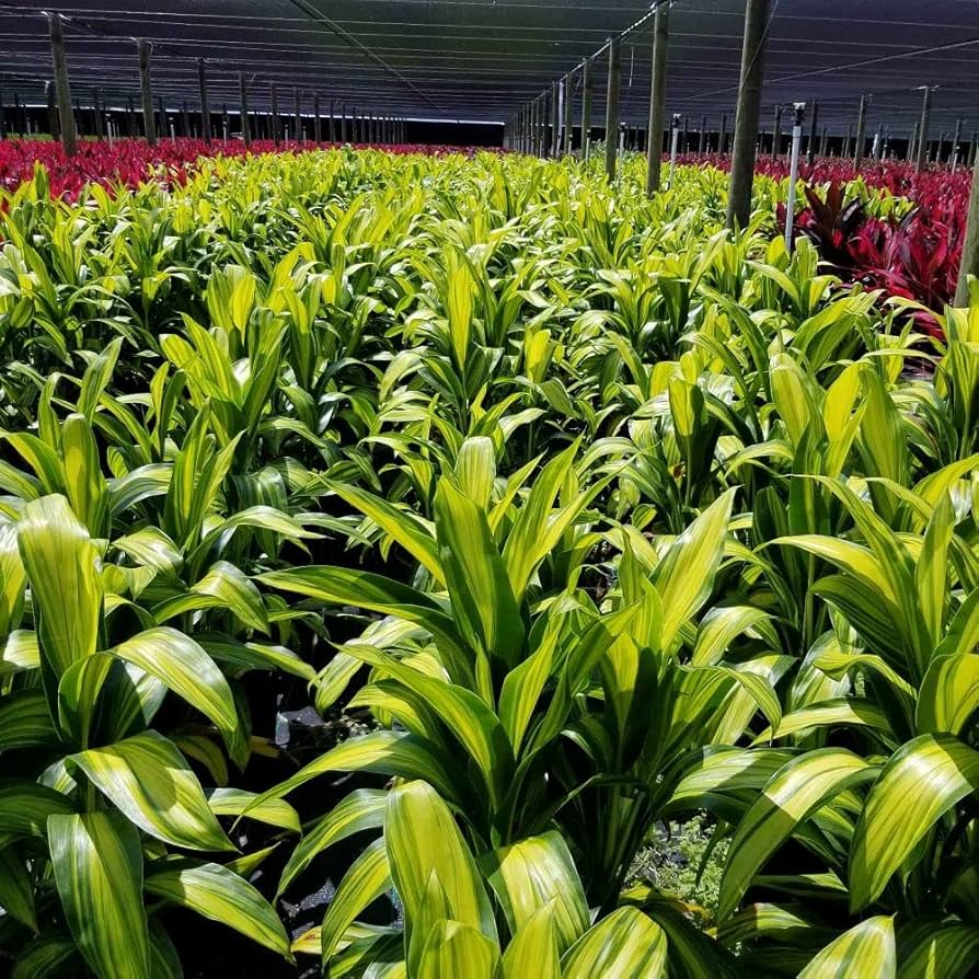 Cómo cultivar plantas de ti hawaiana al aire libre