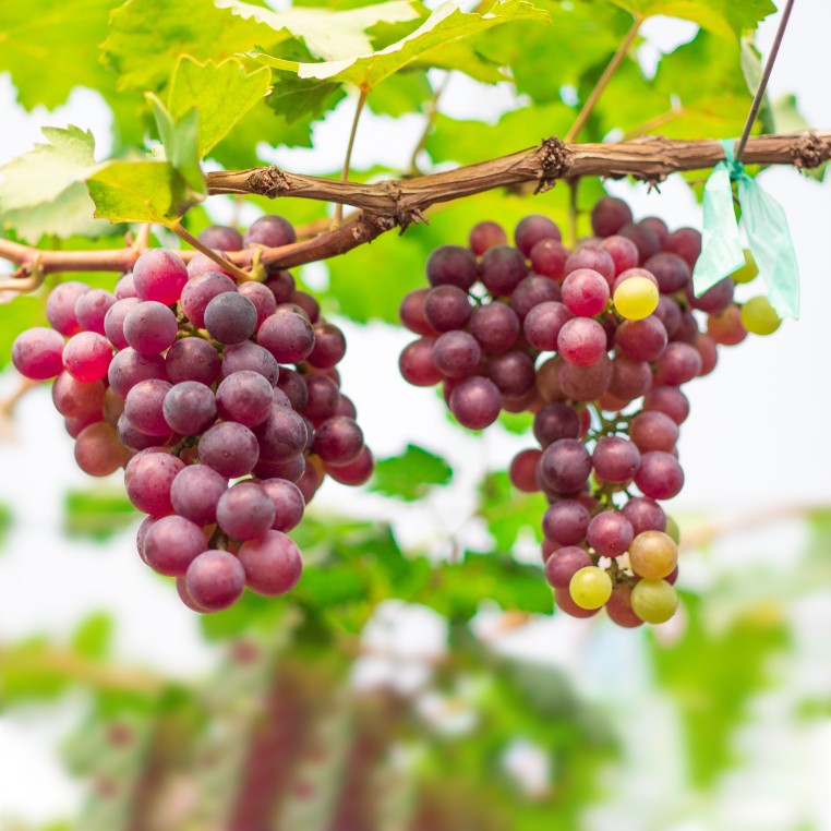 Cómo cultivar plantas de vid en la zona 7 de forma adecuada