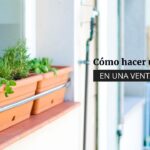 Cómo cultivar plantas en el alféizar de la ventana
